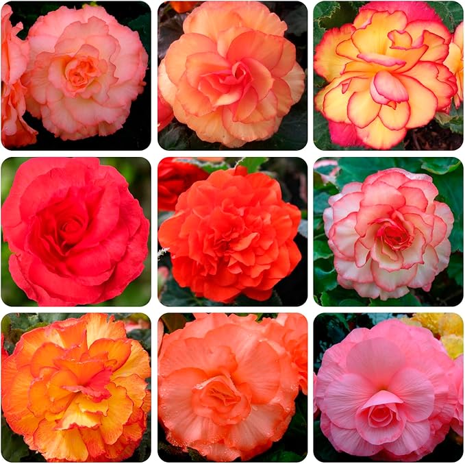 100+ Limitless Begonia Seed for Planting Outdoor-Non-GMO Heirloom Vibrant Flower Continuous Blooms for Beds Borders Containers