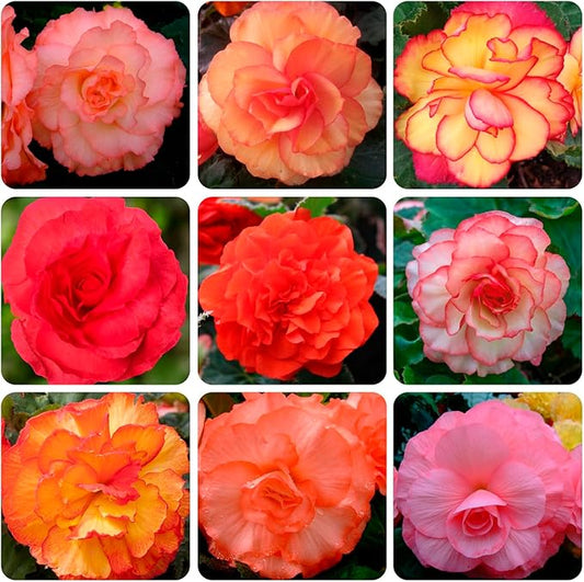 100+ Limitless Begonia Seed for Planting Outdoor-Non-GMO Heirloom Vibrant Flower Continuous Blooms for Beds Borders Containers