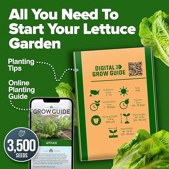 HOME GROWN Non GMO Parris Island Romaine Lettuce 3,500+ High Germination Heirloom Lettuce for Planting Crisp Heads for Garden & Hydroponics, Indoor Outdoor (Lactuca Sativa)