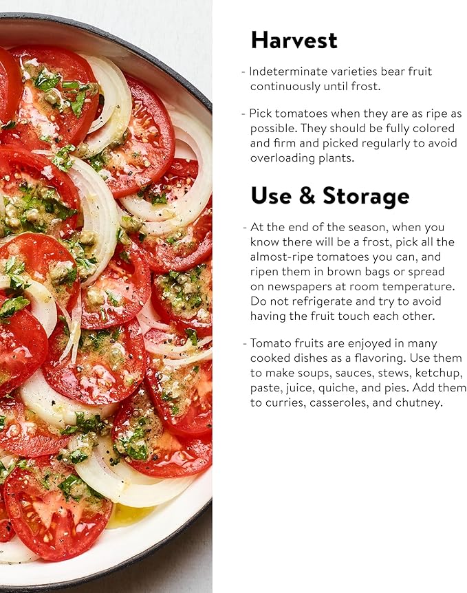Burpee 'Brandy Boy', Hybrid Beefsteak Slicing Variety, Large Red Fresh Indeterminate Tomato, 35 Non-GMO Seeds