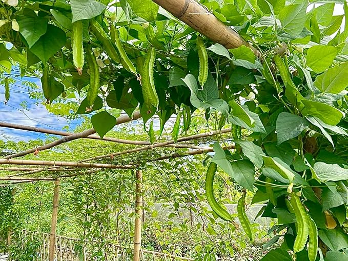 50+ ORGANIC Winged Bean Seeds- Hạt Đậu Rồng - Dragon Bean, Four-angled, Goa, Manila, Princess, Cigarillas - Non GMO, Heirloom - Made in USA, Vegetable Seeds for Yard & Garden