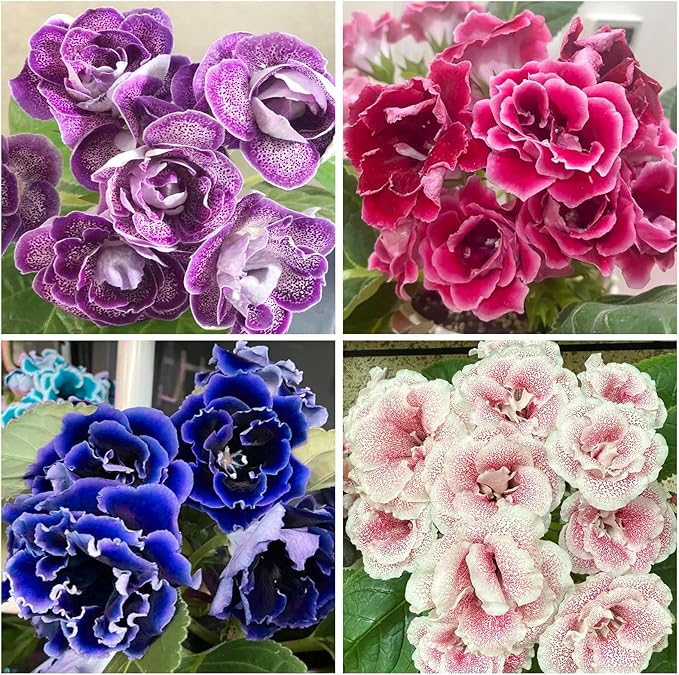 1000+ Perennial Mix Gloxinia Brocade Flower Seeds for Planting-Low Maintenance Flower Seeds for Home Garden-Great for Shaded Gardens & Cut Flower Arrangements