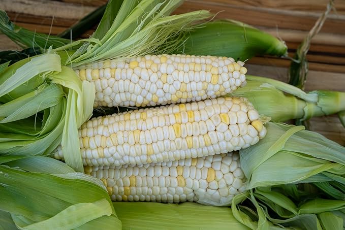 Plant Good Seed Organic Zanadoo Sweet Corn Seeds for Planting: Lupine Knoll Farm Original, Bicolor Yellow and White Kernels - 30 Seed Packet