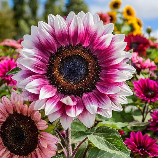 ZEshops 50pcs Rare Strawberry Pink Sunflower Seeds - Non-GMO Heirloom, Easy Grow Instructions Included - Unique Garden Addition