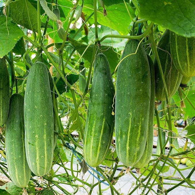Organic Cucumber Seeds (Marketmore 76) - Approx 100 Seeds - USDA Organic, Non-GMO, Open Pollinated, Heirloom, USA Origin