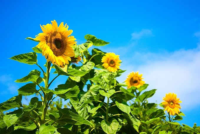 Mammoth Sunflower Seeds for Planting - Grow Giant Sun Flowers in Your Garden - 50 Non GMO Heirloom Seeds - Full Planting Instructions for Easy Grow - Great Gardening Gifts (2 Packets)