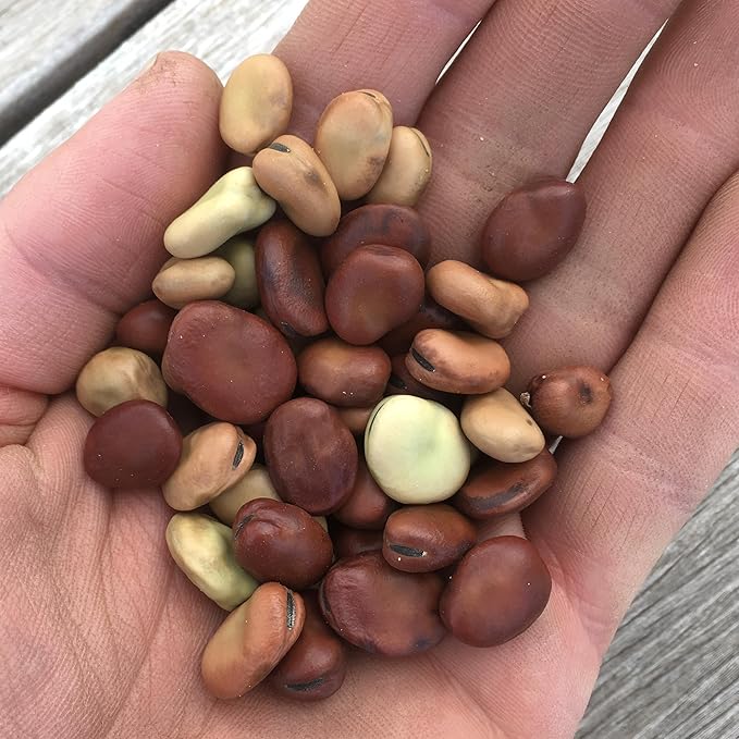 Plant Good Seed Organic Finnish Fava Bean Seeds for Planting: Heirloom Broad Bean, Brown Medium Sized Beans - 10 Seed Packet