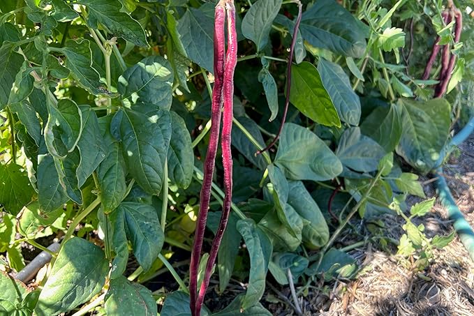 Plant Good Seed Chinese Red Noodle Bean Seeds for Planting: Asian Heirloom Yardlong Vegetable, Red Pods - 30 Seed Packet