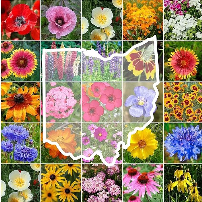 Eden Brothers Ohio Wildflower Mixed Seeds for Planting, 1 oz, 30,000+ Seeds with Sweet William, Cornflower | Attracts Pollinators, Plant in Spring or Fall, Zones