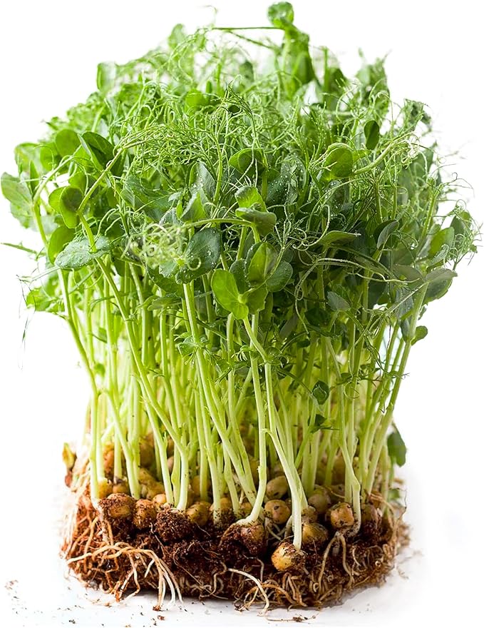 Todd’s Seeds - Sweet Green Pea Sprouting Seeds, One Pound (2,000-2,300 Pea Seeds) - Chemical Free - Non GMO - Good for Gardening, Soups, Salads and More