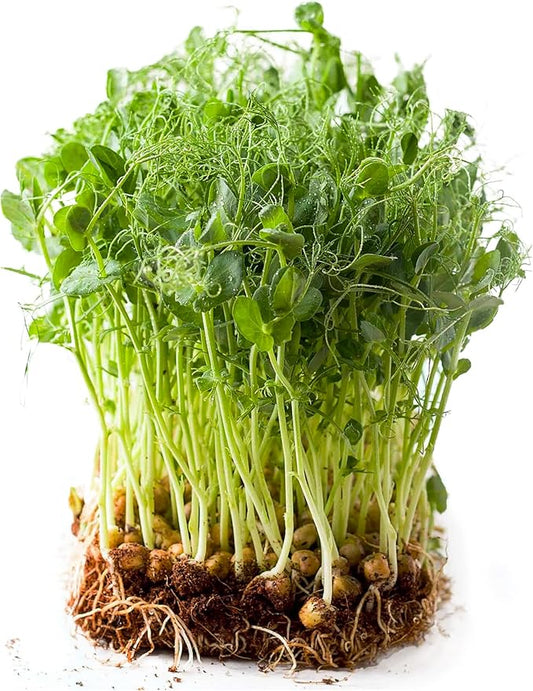 Todd’s Seeds - Sweet Green Pea Sprouting Seeds, One Pound (2,000-2,300 Pea Seeds) - Chemical Free - Non GMO - Good for Gardening, Soups, Salads and More