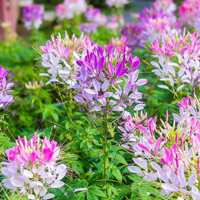 5000+Cleome Spider Organic Flower Seeds for Planting Outdoor Butterflies Pollinator-Friendly