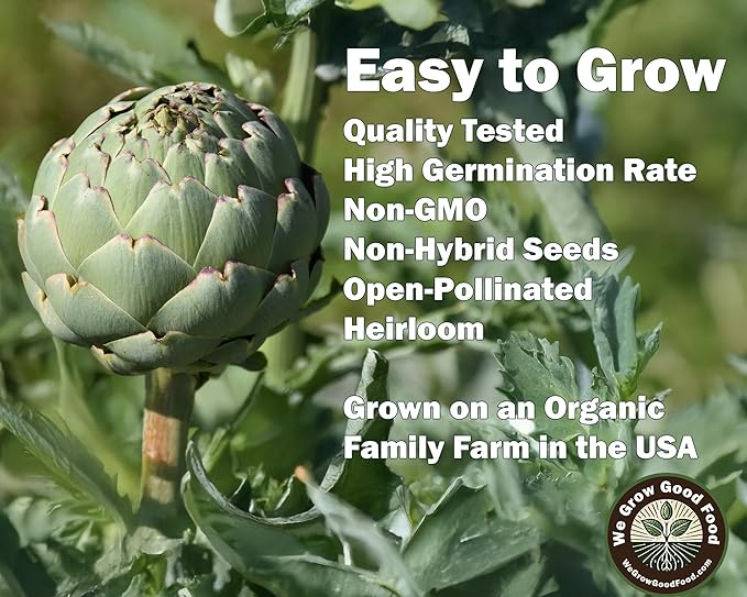Seeds Artichoke Green Globe Heirloom Variety – Organic, Non-GMO, Perennial Vegetable for Garden and Raised Beds – Includes Instructions – USA Grown