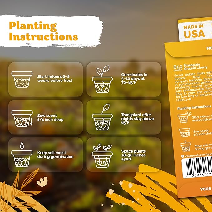 KVITER 650 Aunt Molly Ground Cherry Seeds for Planting (Physalis pruinosa) – Non GMO & Heirloom Pineapple Ground Husk Cherry Tomatoes, Organic Fruit Seeds – Tropical Flavor Berries