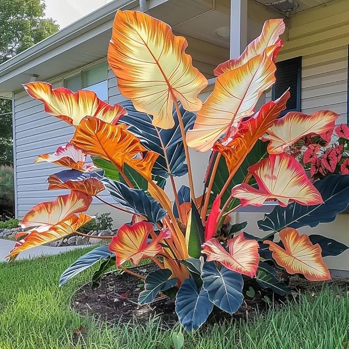 310+ Mixed Color Hosta Seeds for Planting Outdoors – Perennial Shade-Tolerant Foliage Plants with Heart-Shaped Leaves, Rich Texture and Strong Seasonal Presence