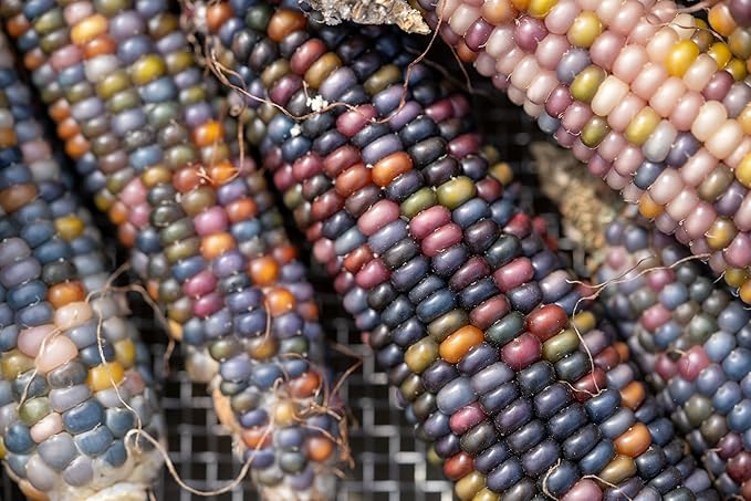 Plant Good Seed Organic Glass Gem Corn Bulk Seeds for Planting: Ornamental Ears, Translucent Kernels - 1,925 Seed Packet (0.5 Pound)