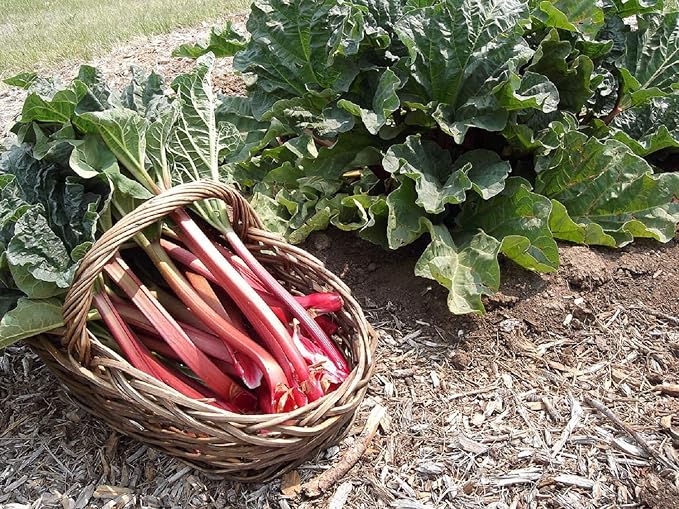 Rhubarb Seeds Rare Heirloom Vegetable for Planting Giant Non GMO 30 Seeds