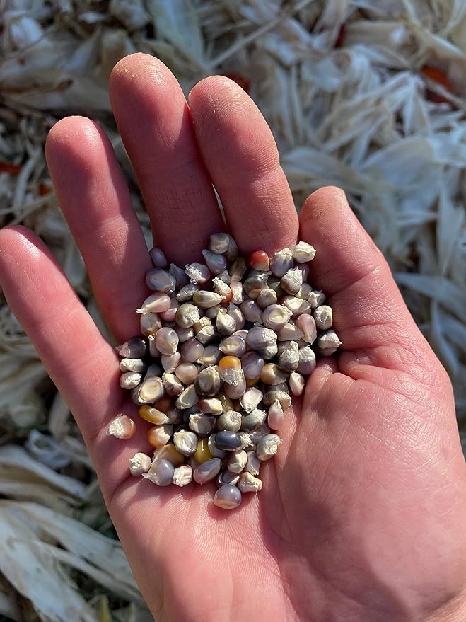 Plant Good Seed Organic Glass Gem Corn Seeds for Planting: Ornamental Rainbow Ears, Translucent Kernels - 50 Seed Packet