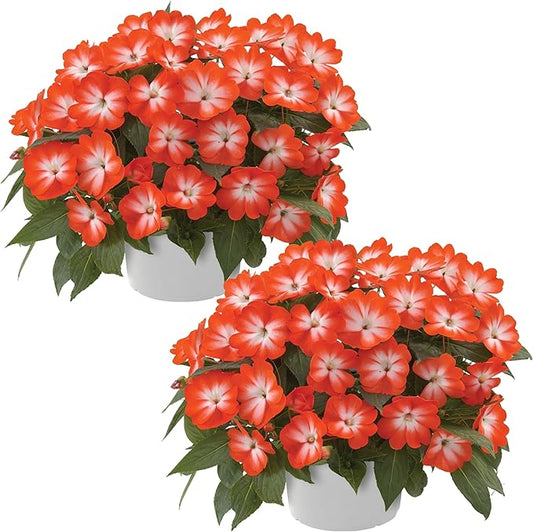 Live Flowering New Guinea Impatiens - Harmony Orange Star (2 Plants Per Pack) - Beautiful Shade Flowers - 12" Tall by 5" Wide in 1 Qt Pot