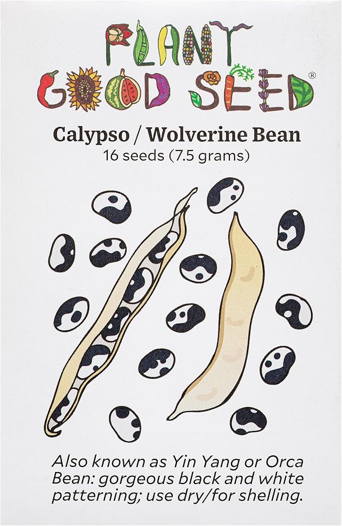 Plant Good Seed Organic Calypso/Wolverine Bean Seeds for Planting: Heirloom Yin Yang, Black and White Beans - 16 Seed Packet