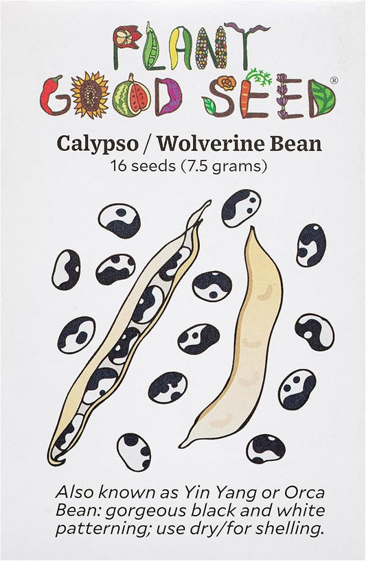 Plant Good Seed Organic Calypso/Wolverine Bean Seeds for Planting: Heirloom Yin Yang, Black and White Beans - 16 Seed Packet