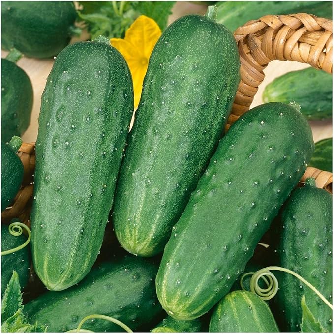 Everwilde Farms - 1 Lb Organic Homemade Pickles Pickling Cucumber Seeds - Gold Vault Packet