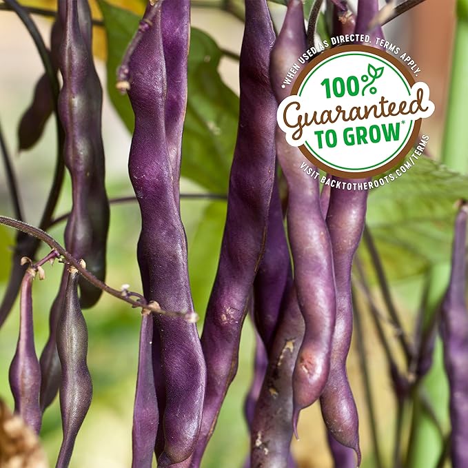 Back to the Roots 100% Organic Heirloom Seeds - Bean 'Royalty Purple Pod' Value Pack