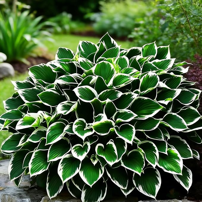 Hosta Seeds for Planting, 310+ Mixed Rare Hosta Seeds, Perennial Flower Palnts, Non-GMO Heirloom Hosta Flower Seed for Home Garden Outdoor
