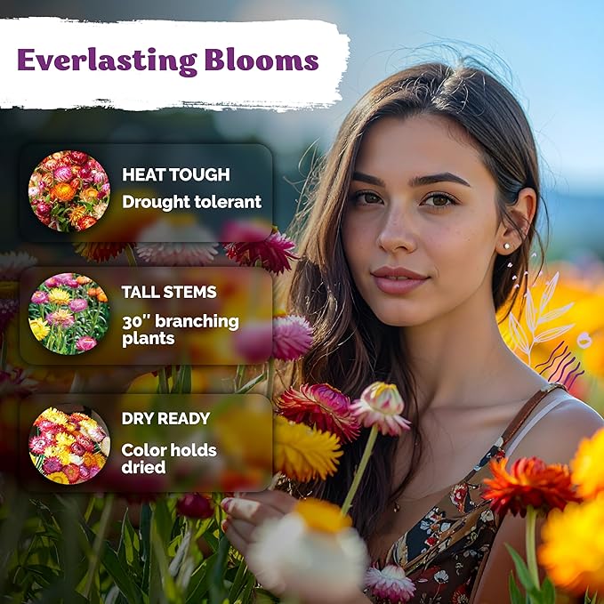 KVITER 1,500 Tall Mix Strawflower Seeds for Planting (Xerochrysum/Helichrysum Bracteatum) — Golden Everlasting Flower, Paper Daisy — Ideal Organic, Heirloom Cut Flower Seeds to Plant Outside & Drying
