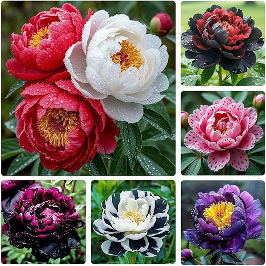 299Pcs Perennial Mixed Peony Seeds for Garden Planting -Peony Flower Seeds for Planting Four Seasons