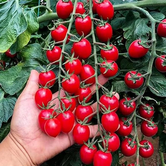 ZEshops 200pcs Waterfall Tomato Seeds - Heirloom, Non-GMO, High-Yield Variety - Complete Planting Guide Included for Home Gardens, Perfect Gardening Gift (Waterfall Tomato Seeds)