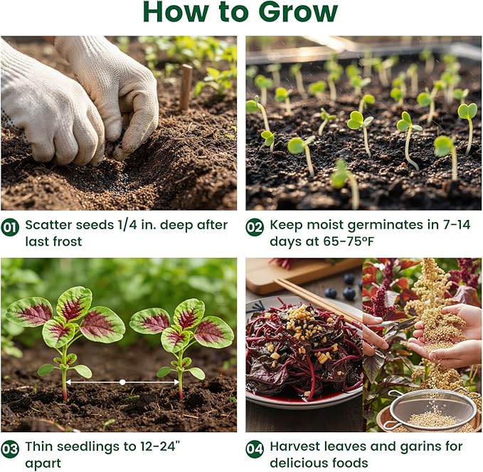 6000+ Amaranth Seeds for Planting, Non-GMO Heirloom Seeds for Outdoor Garden Home - Red & Green Garnet, Bronze, High Germination Flower Seeds for Vegetables Garden & Cut Flowers, Easy to Grow