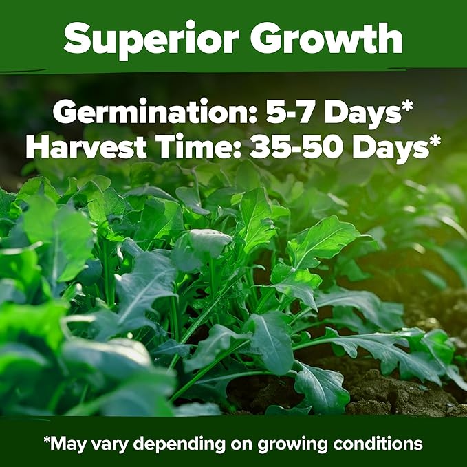 HOME GROWN Arugula Roquette Seeds 4350+ Bulk Pack Heirloom Non-GMO, High Germination, Peppery Salad Greens, Indoor Outdoor Hydroponic Garden, Microgreens, Year-Round Harvest (Eruca vesicaria)