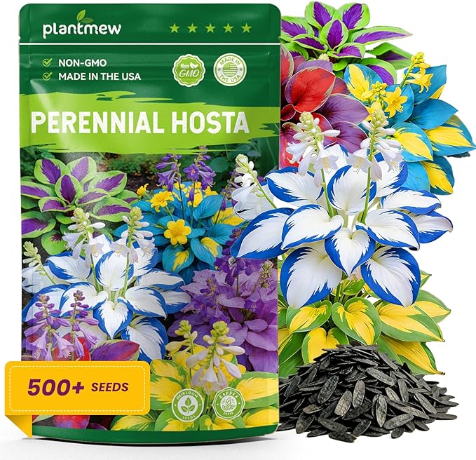 500+ Mixed Color Hosta Seeds – Rare Perennial Flower Seeds – Easy to Grow Low Maintenance – Heart Shaped Leaf Hostas for Outdoor Garden