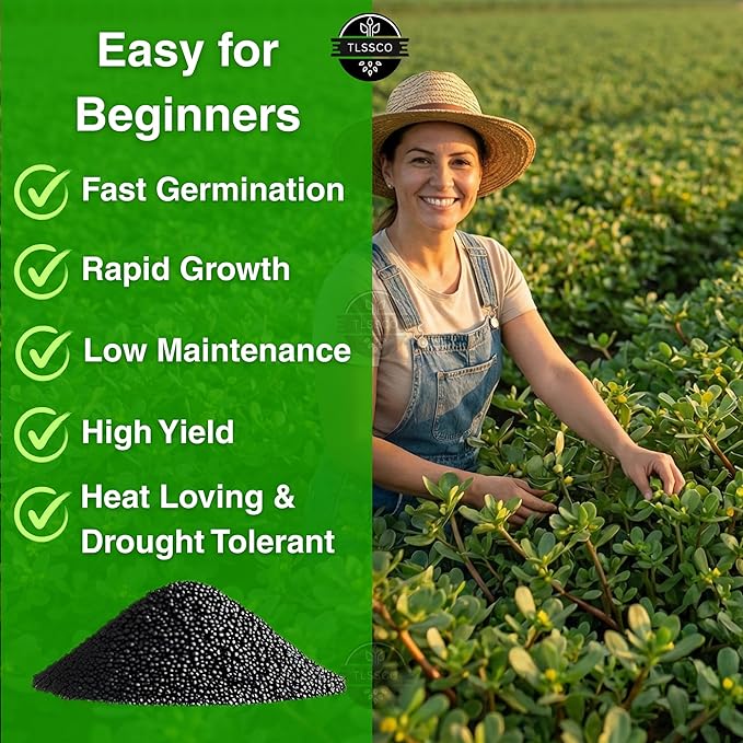 3000+ Green Purslane Seeds for Planting, Non-GMO Seeds – Fast-Growing, Authentic Flavor – High-Yielding, Heirloom