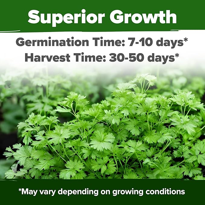 HOME GROWN 1000+ Cilantro Seeds for Planting Indoors or Outdoors - Non-GMO Heirloom Herbs, Coriander Plant Seeds, Herb Seeds Collection for Herb Garden (Coriandrum sativum)