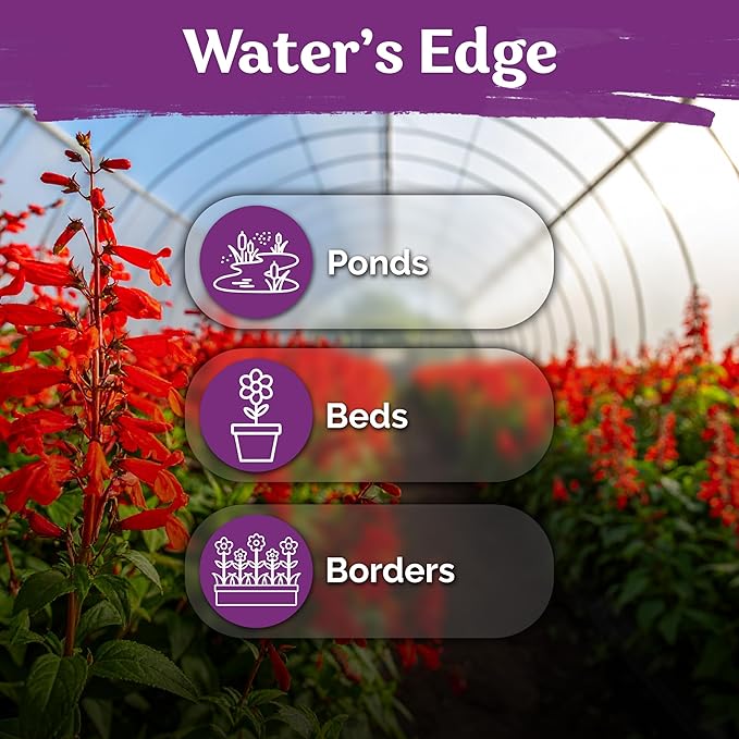 KVITER 2000 Red Cardinal Flower Seeds (Lobelia cardinalis) – Lobelia Garden Seeds for Planting, Cardinal Perennial Flower Seed Packets – Native Wildflower Plant for Outdoor Garden, Containers