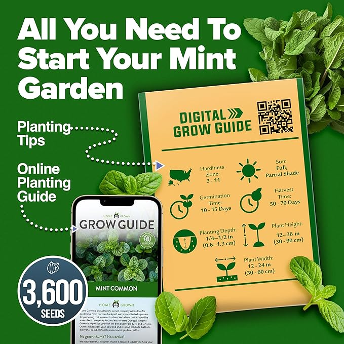 HOME GROWN Premium Common Mint Seeds (Bulk Pack) 3,600 Heirloom Herb Seeds, USA Sourced | Ideal for Planting Outdoors or Indoors for a Fresh Mint Tea Garden (Mentha spp)