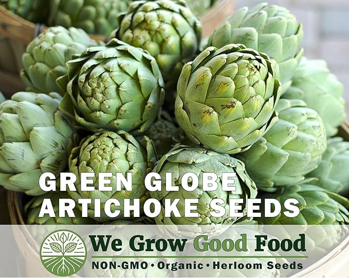 Seeds Artichoke Green Globe Heirloom Variety – Organic, Non-GMO, Perennial Vegetable for Garden and Raised Beds – Includes Instructions – USA Grown