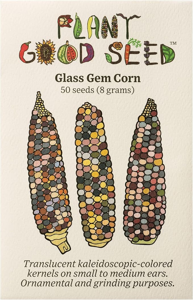 Plant Good Seed Organic Glass Gem Corn Seeds for Planting: Ornamental Rainbow Ears, Translucent Kernels - 50 Seed Packet