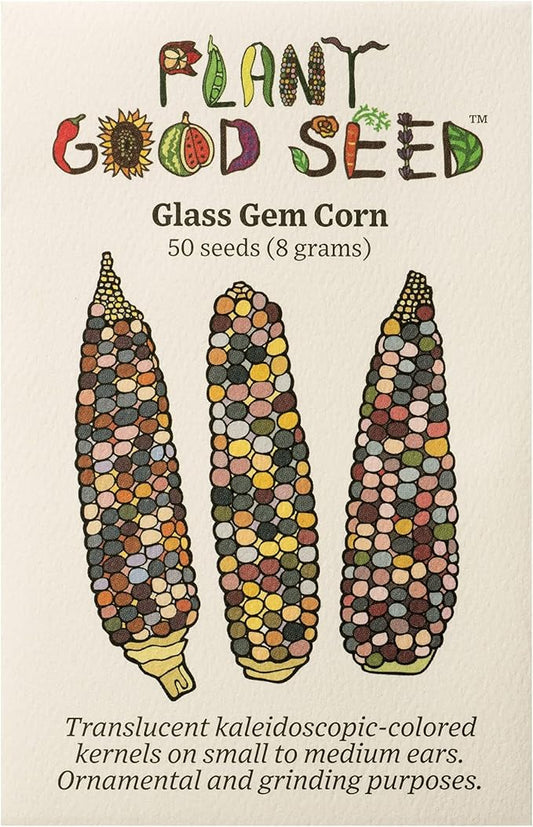 Plant Good Seed Organic Glass Gem Corn Seeds for Planting: Ornamental Rainbow Ears, Translucent Kernels - 50 Seed Packet