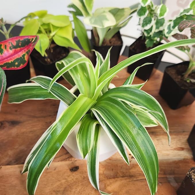 Easy to Grow Houseplants (Pack of 6), Live House Plants in Containers, Growers Choice Plant Set in Planters with Potting Soil Mix, Home Décor Planting Kit or Outdoor Garden Gifts by Plants for Pets