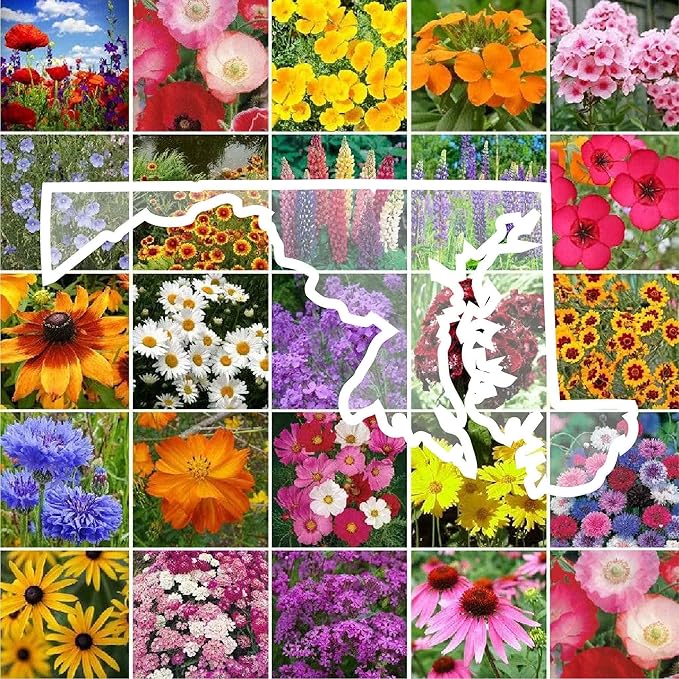 Eden Brothers Maryland Wildflower Mixed Seeds for Planting, 1/4 lb, 120,000+ Seeds with Shasta Daisy, Cornflower | Attracts Pollinators, Plant in Spring or Fall, Zones