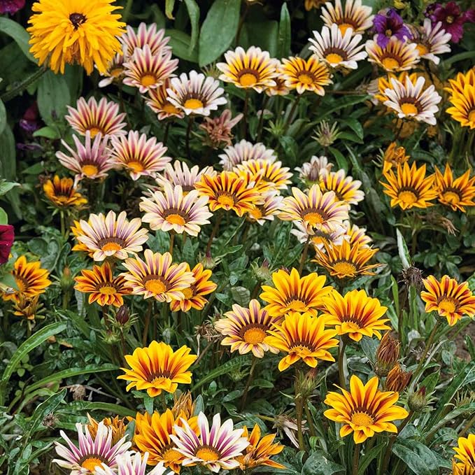 300 Gazania Seeds Mix Heat & Drought Tolerant Garden Flower & Ground Cover Plants