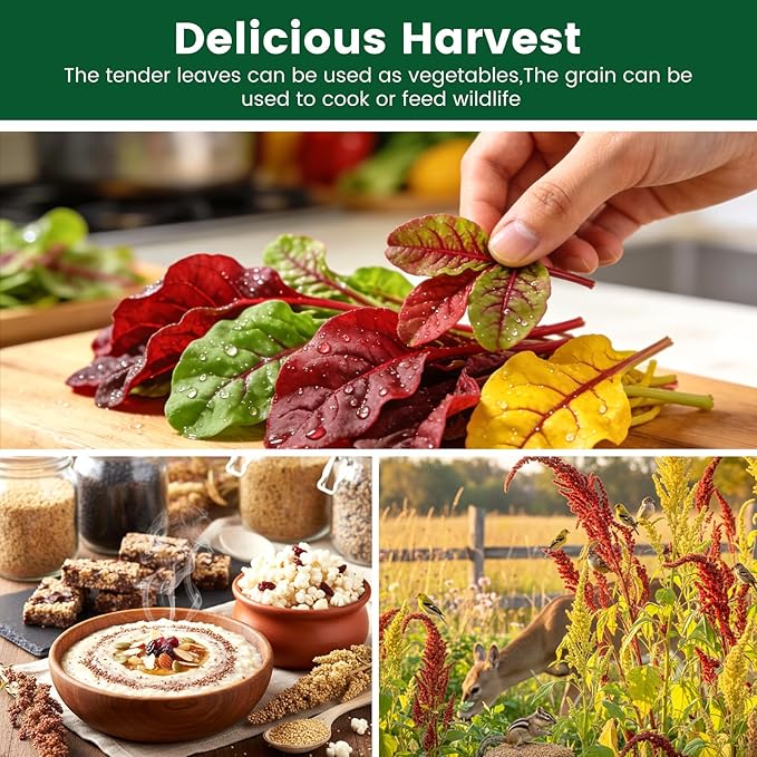 6000+ Amaranth Seeds for Planting, Non-GMO Heirloom Seeds for Outdoor Garden Home - Red & Green Garnet, Bronze, High Germination Flower Seeds for Vegetables Garden & Cut Flowers, Easy to Grow