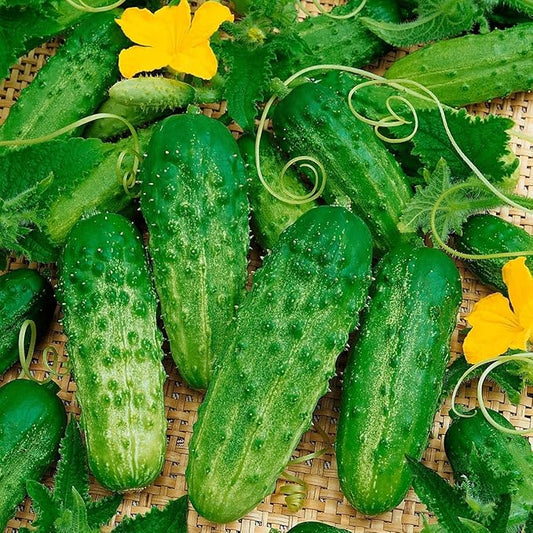 Cucumber Bush Gherkin Seeds for Pickling Early Vegetable for Planting Giant Non GMO 40 Seeds