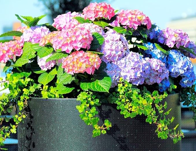 60+ Mixed Color Hydrangea Seeds for Planting, Hydrangea macrophylla Giant Snowball Hydrangea Fast Growing Shrub, Flower Plant Wedding, Outdoor Garden - Potted Plants