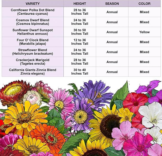 Seed Needs 2 Ounce Large Blooms Mix Hummingbird and Butterfly Garden Wildflower Flower Seeds for Planting | 7 Varieties Open Pollinated | Resealable Package Live Wild Flower Seed | Bulk