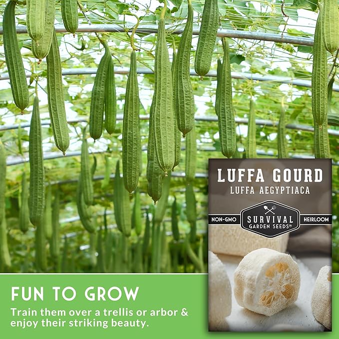 Survival Garden Seeds - Luffa or Loofah Seed for Planting - 2 Packets with Instructions to Plant and Grow Ornamental Gourds in Your Home Vegetable Garden - Non-GMO Heirloom Variety