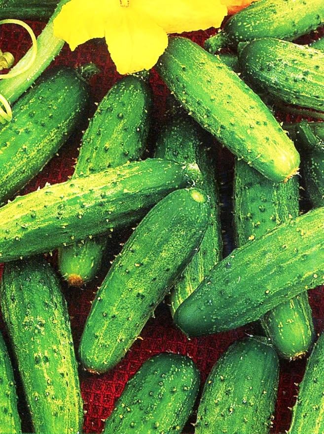 Cucumber Bush Gherkin Seeds for Pickling Early Vegetable for Planting Giant Non GMO 40 Seeds
